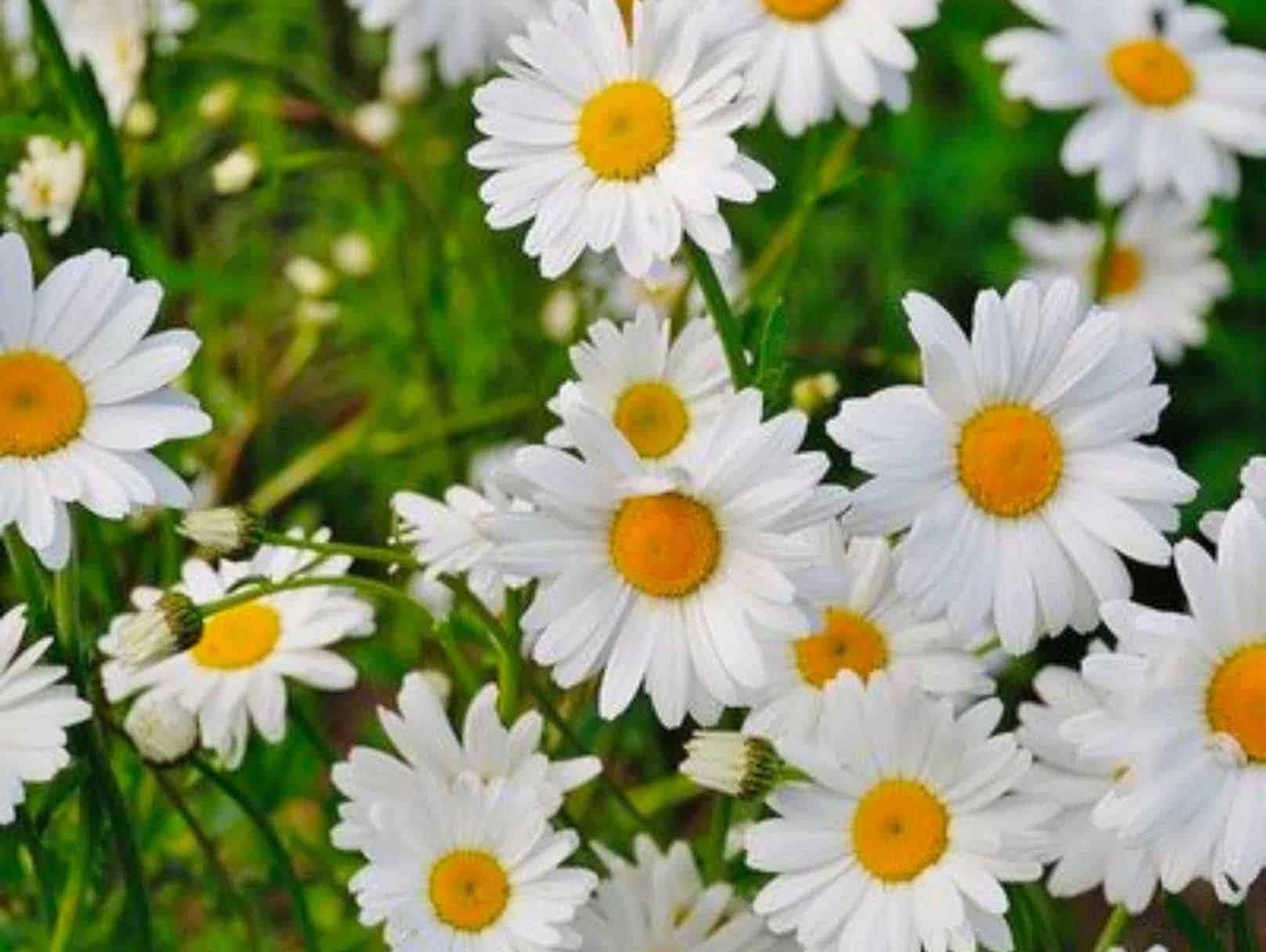 Daisies