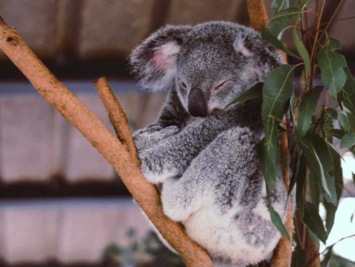 Lone Pine Koala Sanctuary
