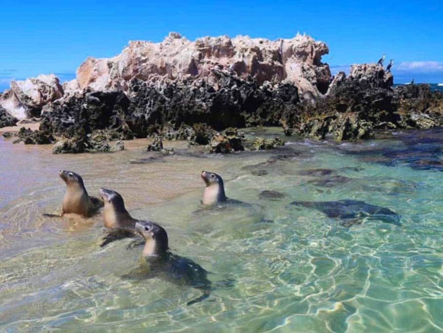 Marmion Marine Park