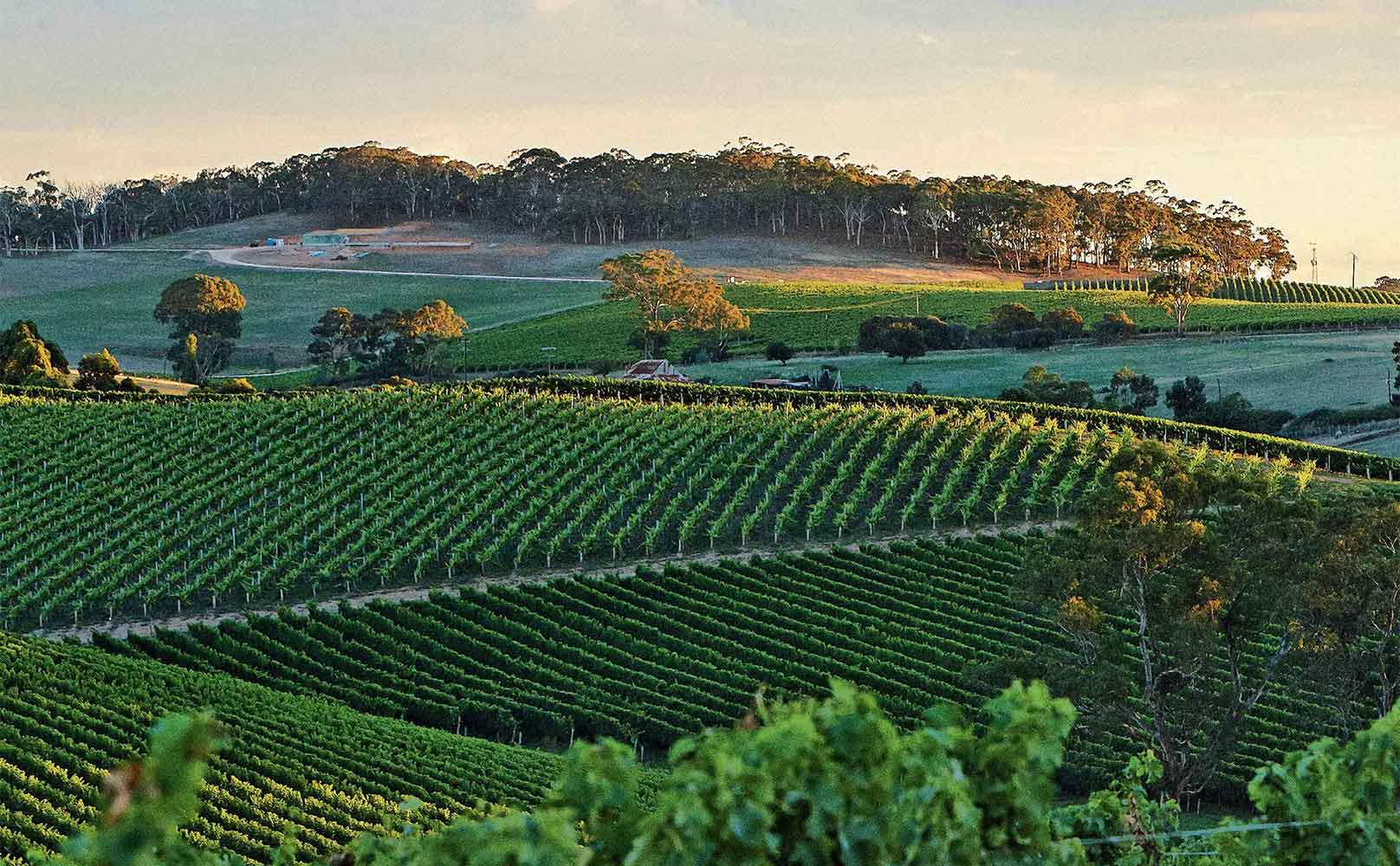 The Best 35 Things To Do In Adelaide With Some Untapped Gems!