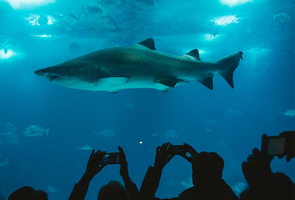 16 Unique Valentines Day Ideas in Melbourne Melbourne Aquarium