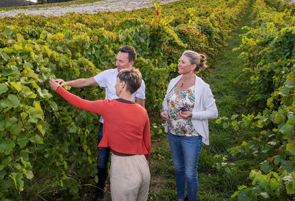 Head to a local winery for a wine tasting