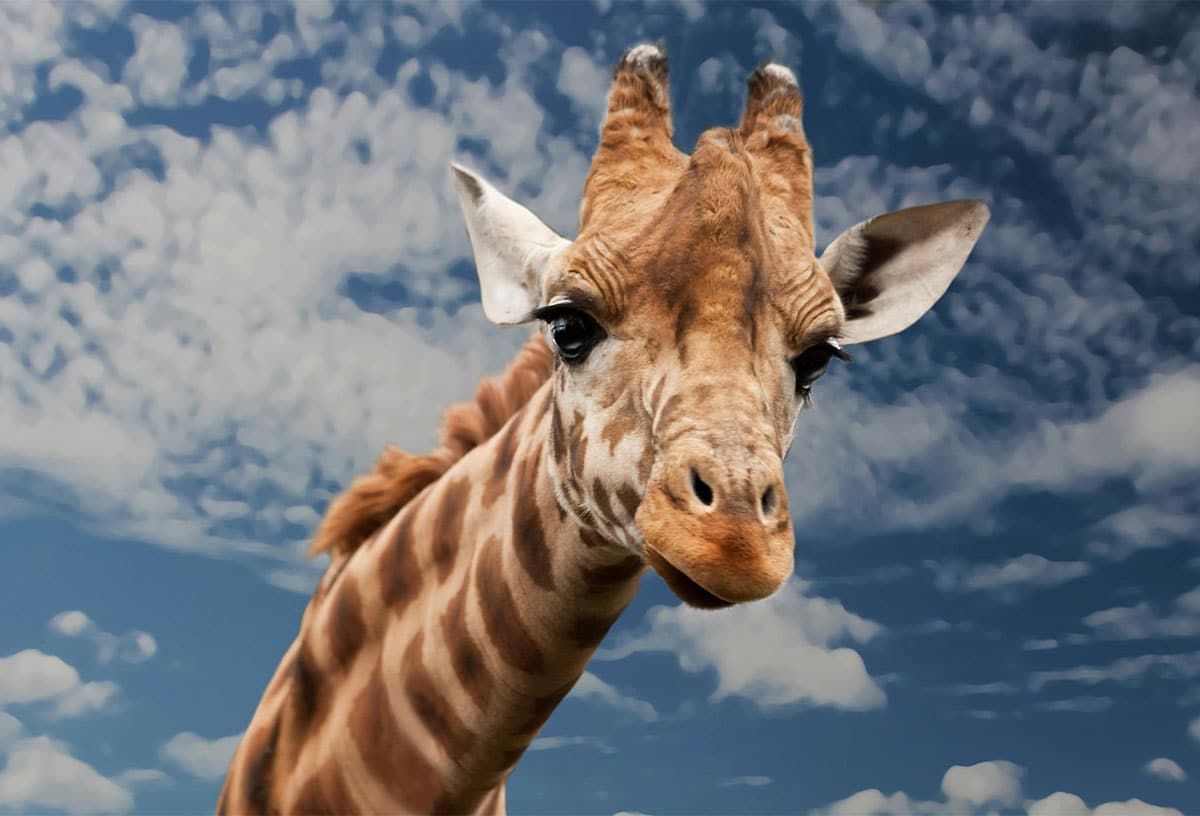 School holiday ideas in Sydney include a trip to Sydney Zoo
