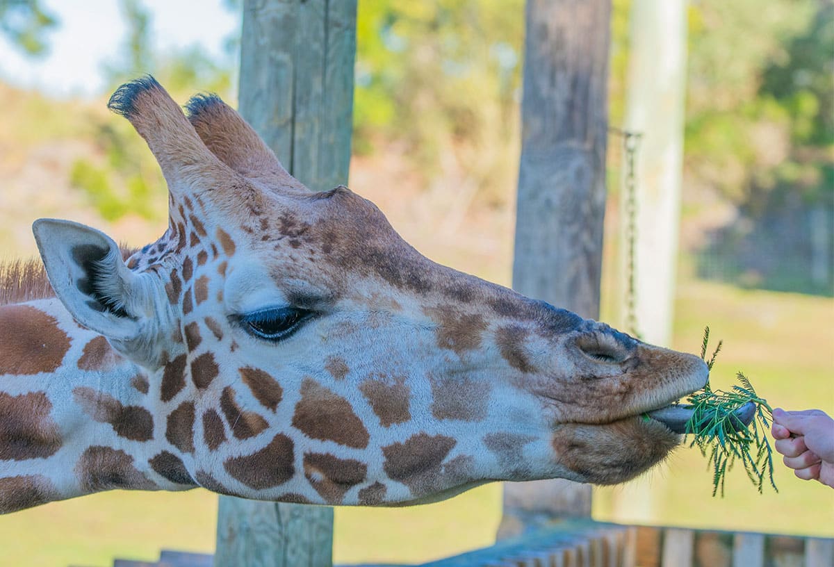 Wild Encounters at Adelaide Zoo